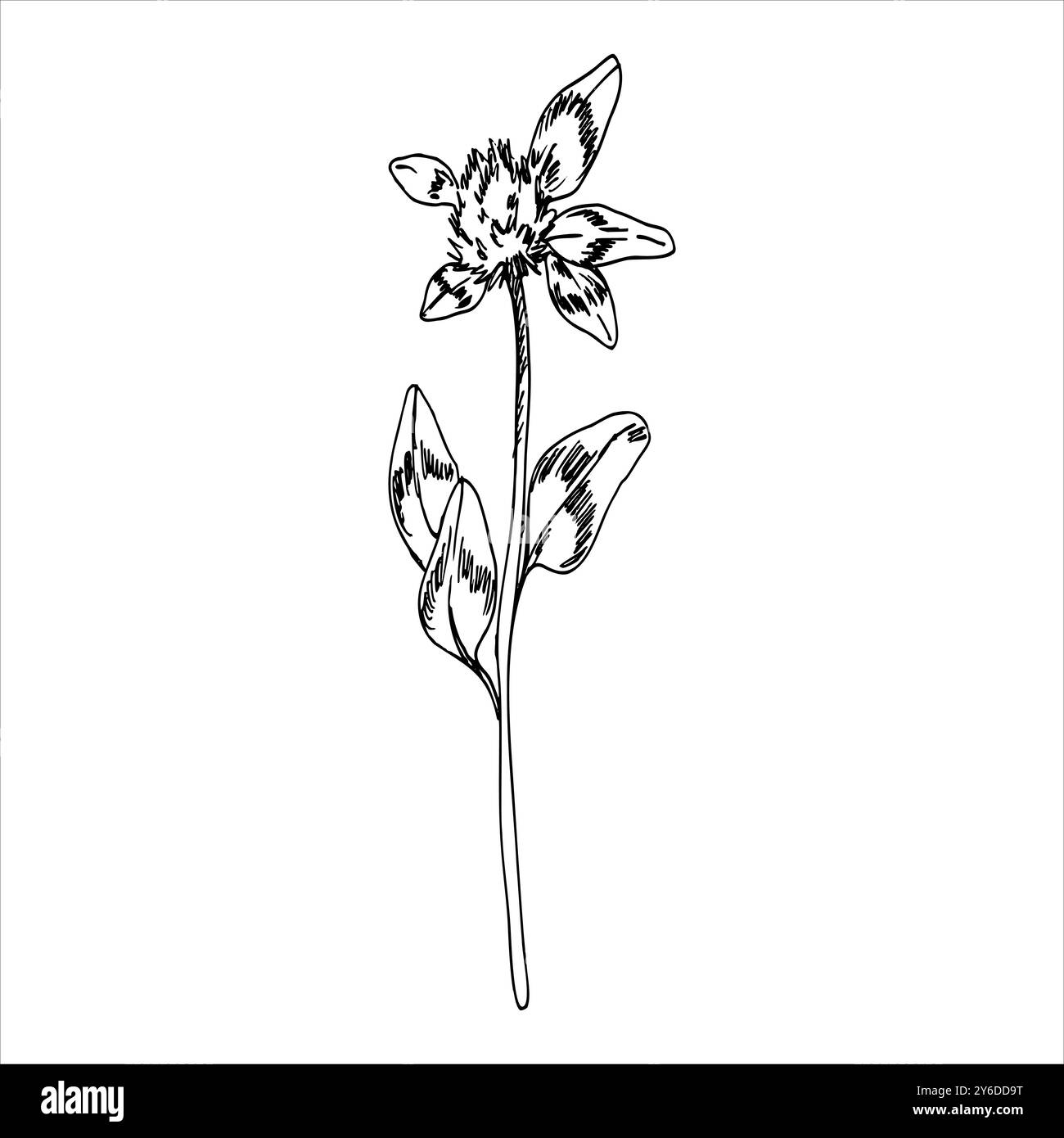 Tusche Hand gezeichnetes Kleeblümmenstamm Clipart. Vektorgrafiken, wild abgelegter Blumenzweig mit Blättern für Grußkarte, Einladung, festliches Design. Saint Stock Vektor