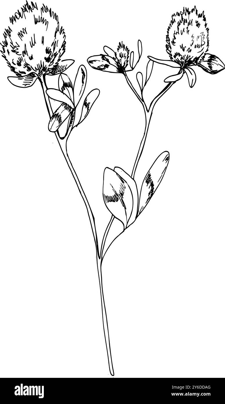 Tusche Grafik Kleeblume mit Blättern Illustration. Handgezeichnetes botanisches Wildfeld-Element, Blumenstiel mit Knospen-Silhouette für Textil, Küche, HO Stock Vektor