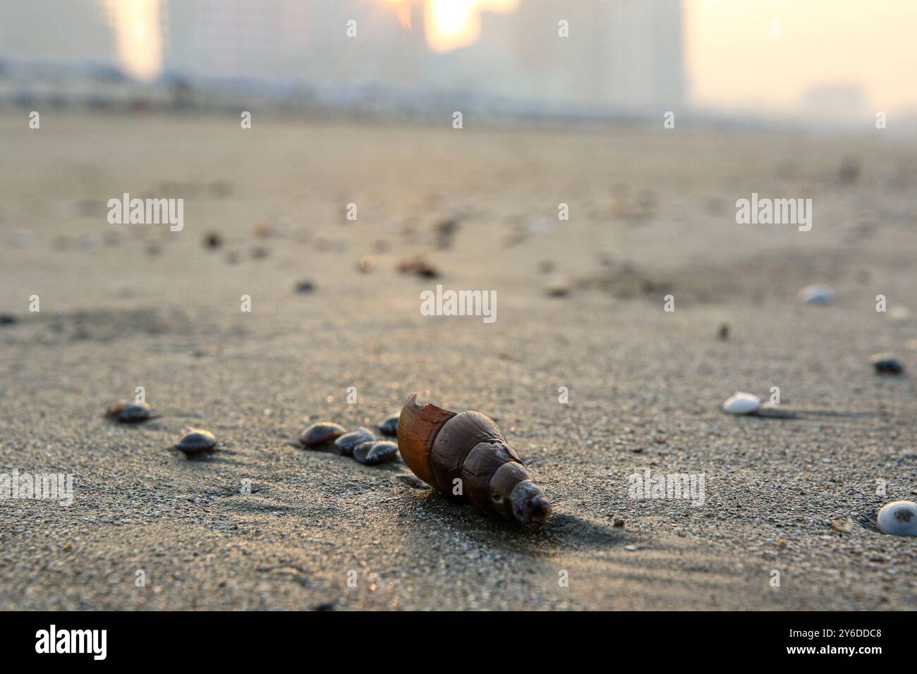 Schnecken am Strand von Cox's Bazar Stockfoto