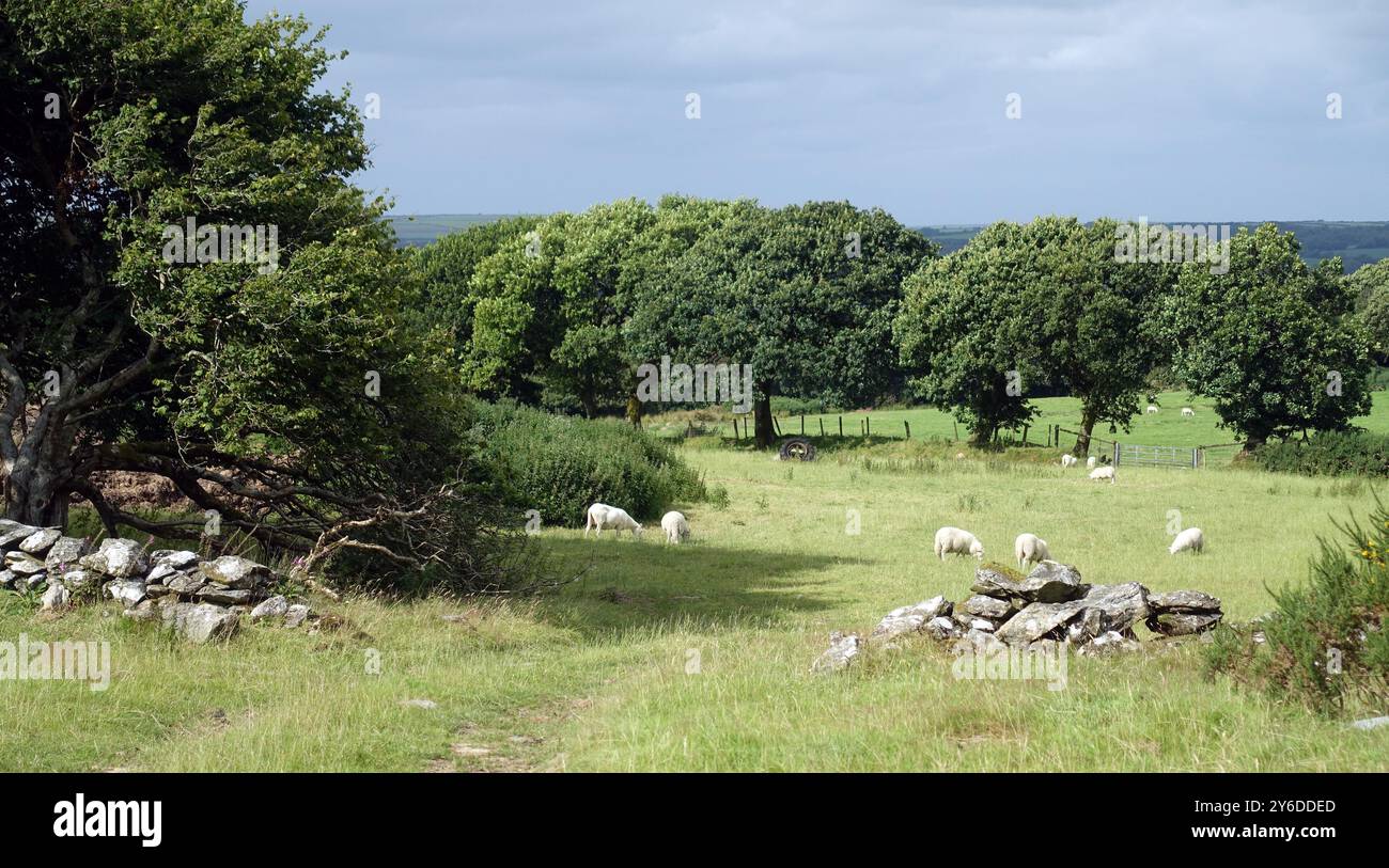 Schafgrasen Cardigan Area Wales UK Stockfoto