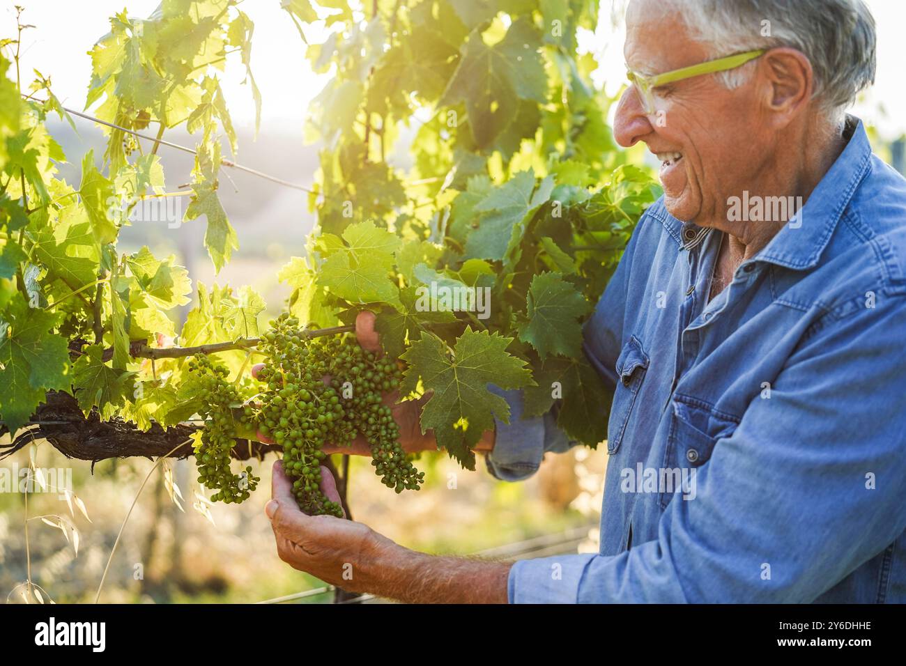 Senior Mann, der Bio-Trauben auf Weinproduktion in Bio-Weinbergen überprüft - Kleinunternehmen und Erntekonzept - Schwerpunkt auf dem zentralen Obstbündel Stockfoto