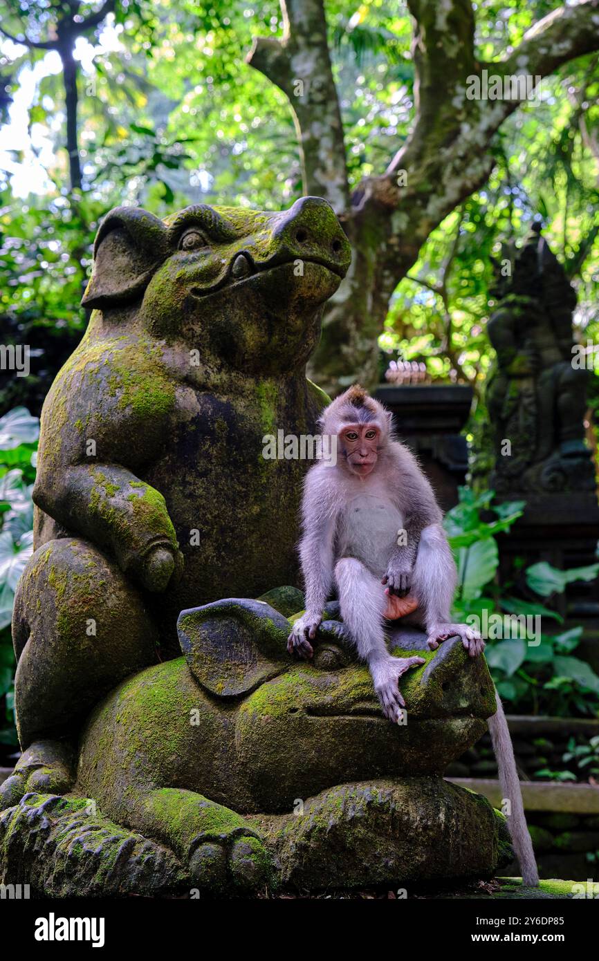 Indonesien, Bali, Ubud Stadt, Affenwald, Makaken Stockfoto