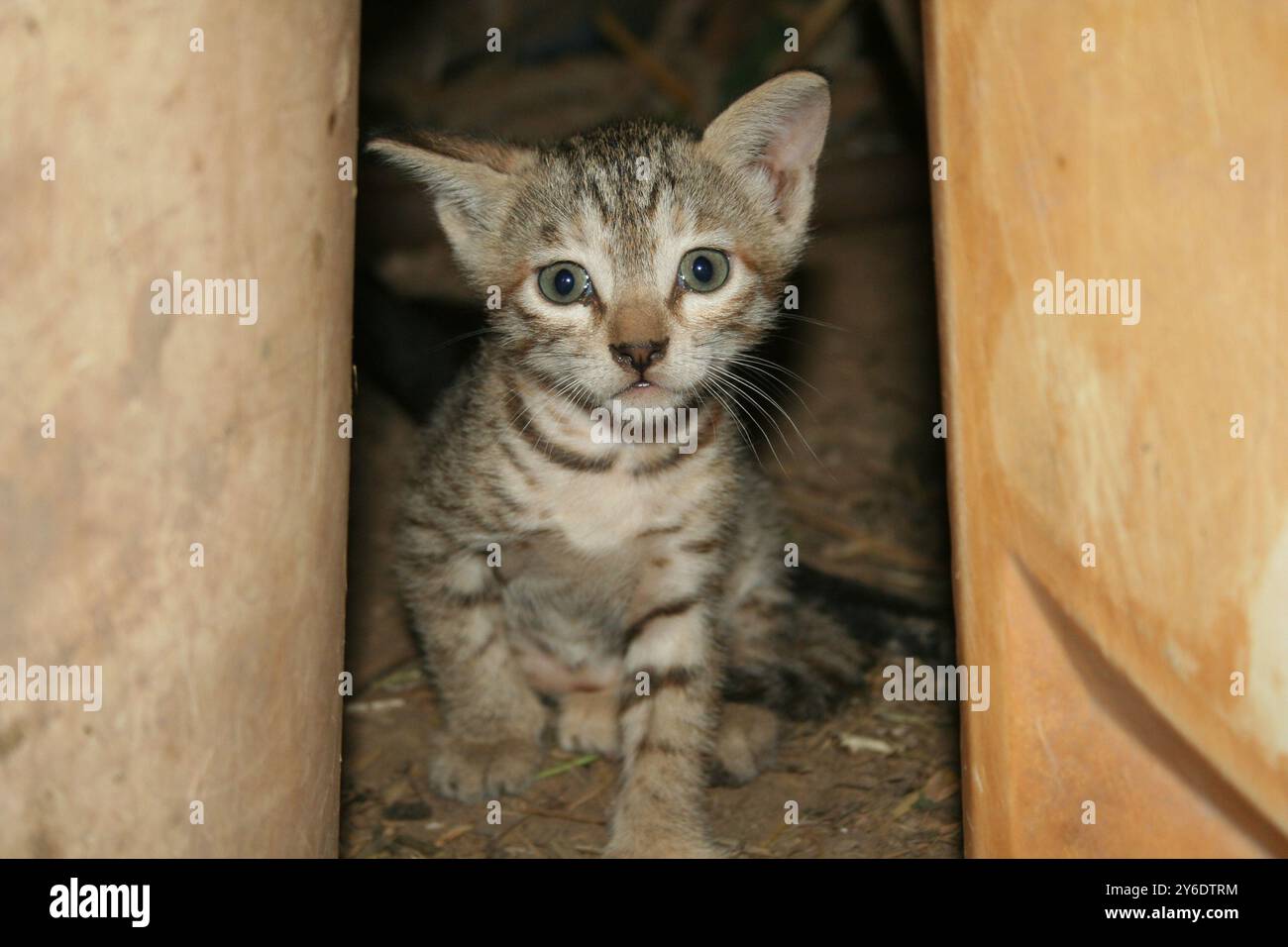 Verspielter kleiner Charme: Entzückende kleine Kätzchen, die für die Kamera posieren, Kuscheln und Aufmerksamkeit suchen Stockfoto