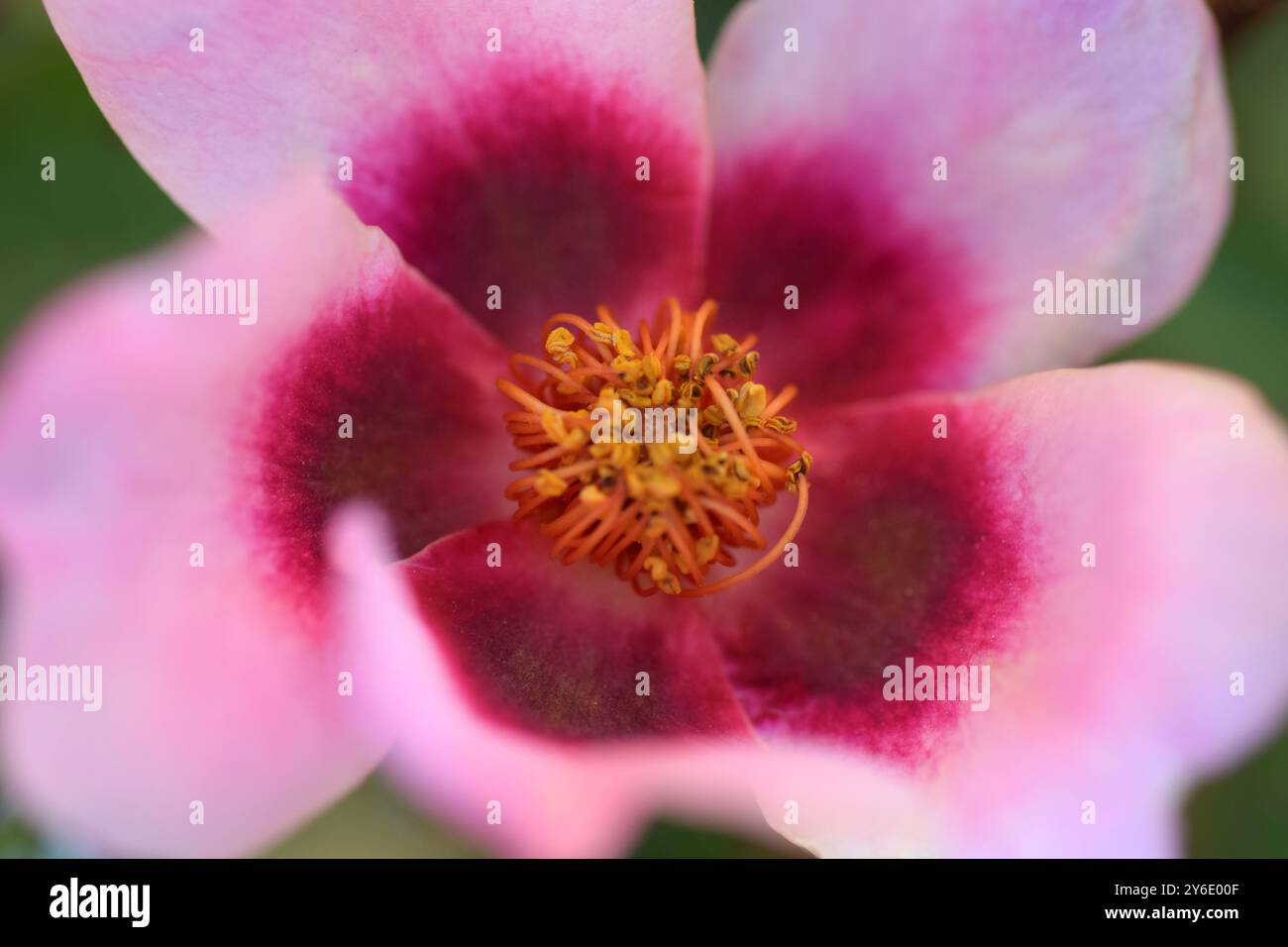 Rose nur für deine Augen Stockfoto