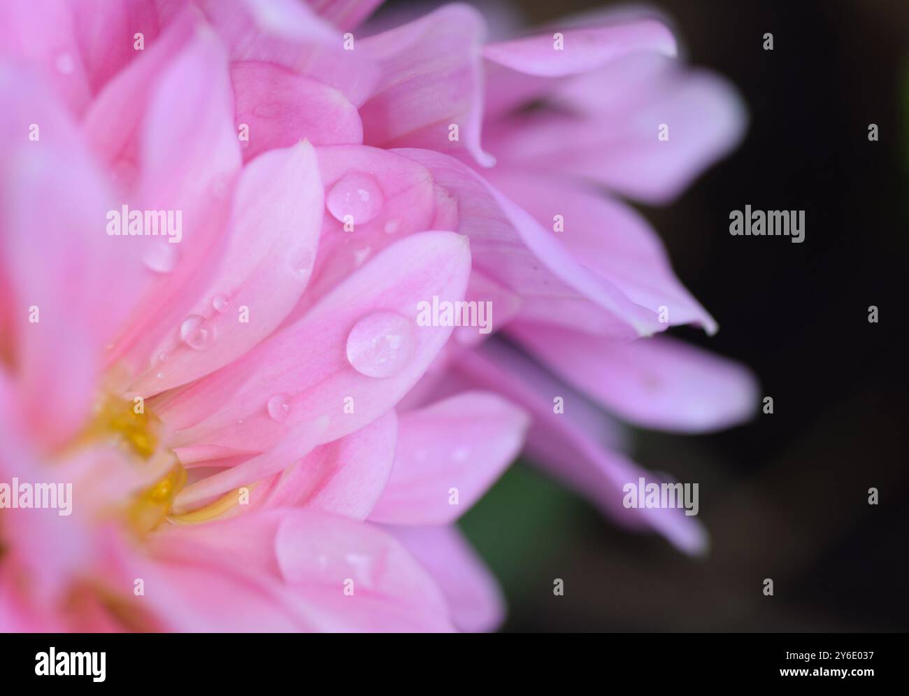 Regentropfen auf Dahlienblüten Stockfoto