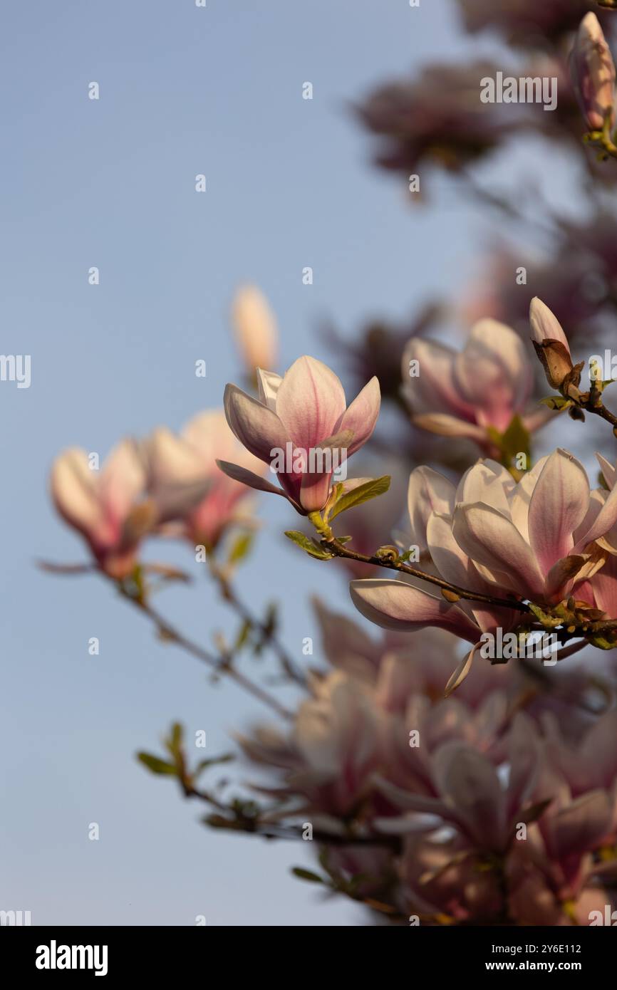 Foto von Magnolienblüten in voller Blüte, aufgenommen bei Sonnenuntergang Stockfoto