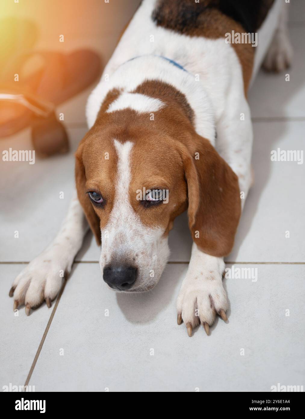 Dehnender Beagle-Hund nach Schlafruhe in der Kamera Stockfoto