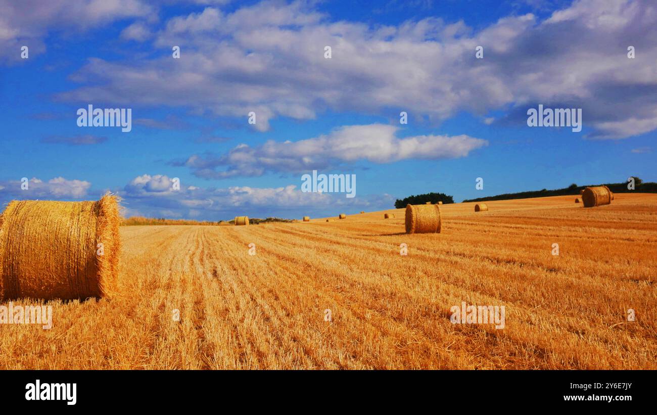 Heu-Bailes warten auf die Abholung von einem Feld in Irland. Ein schönes sonniges Feld mit flauschigen weißen Wolken und Heu. Stockfoto