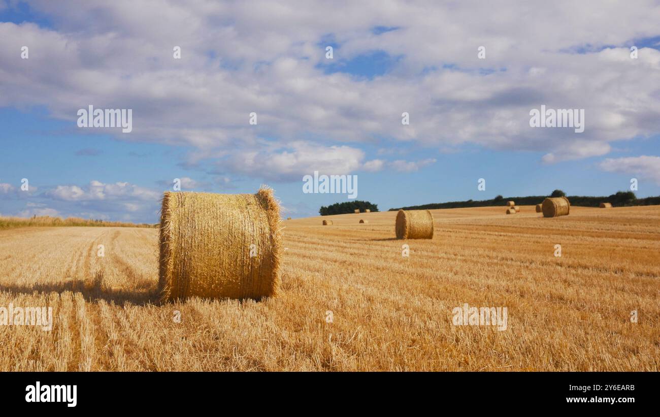 Heu-Bailes warten auf die Abholung von einem Feld in Irland. Ein schönes sonniges Feld mit flauschigen weißen Wolken und Heu. Stockfoto