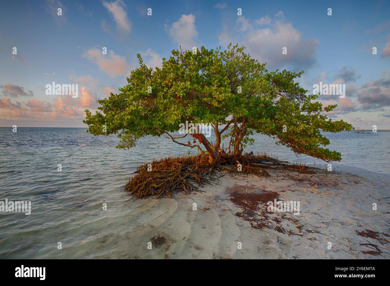 Atemberaubender Mangrovenbaum am Anne's Beach, der die ruhige Schönheit der Florida Keys bei Sonnenuntergang einfängt Stockfoto