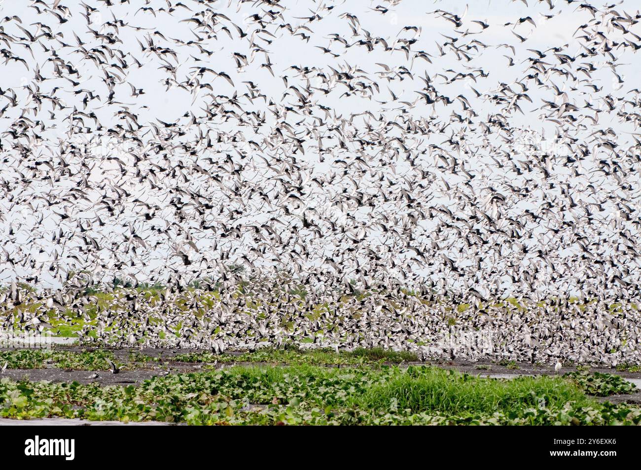 WEISSFLÜGELSEESCHWALBEN ( Chlidonias leucopterus) (WEISSFLÜGELSEESCHWALBEN) in Lutembe, Lake Victoria - Uganda Stockfoto