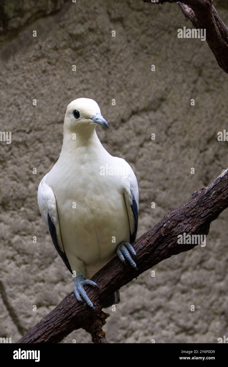 Rattentaube ernährt sich von Früchten. Häufig in Küstenwäldern und kleinen Inseln Südostasiens zu finden. Stockfoto