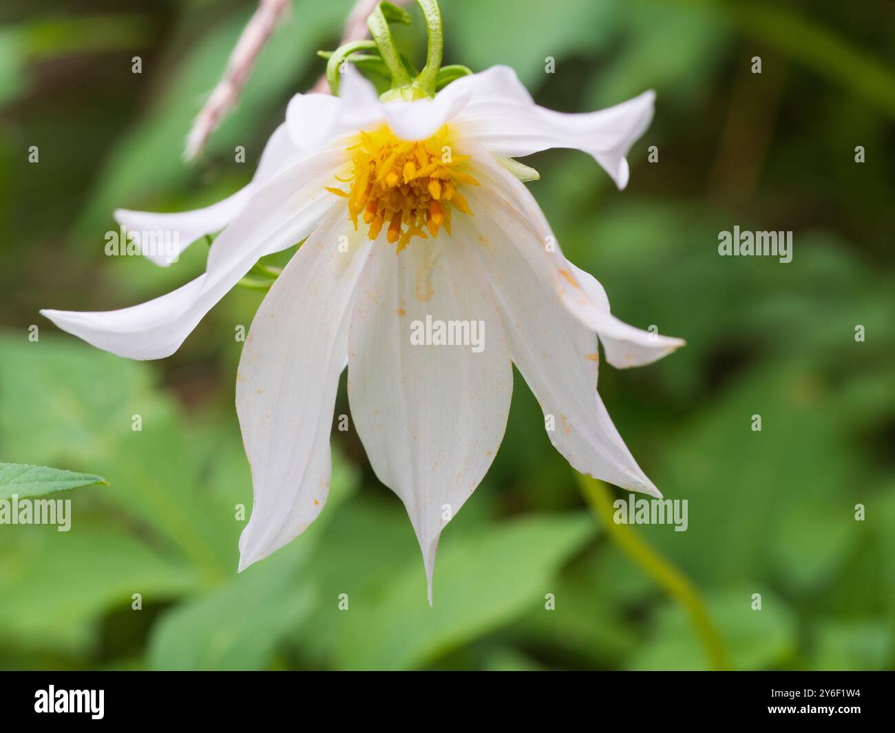 Weiße Einzelblume der haf-harten Staudenart Dahlia, Dahlia merckii Stockfoto