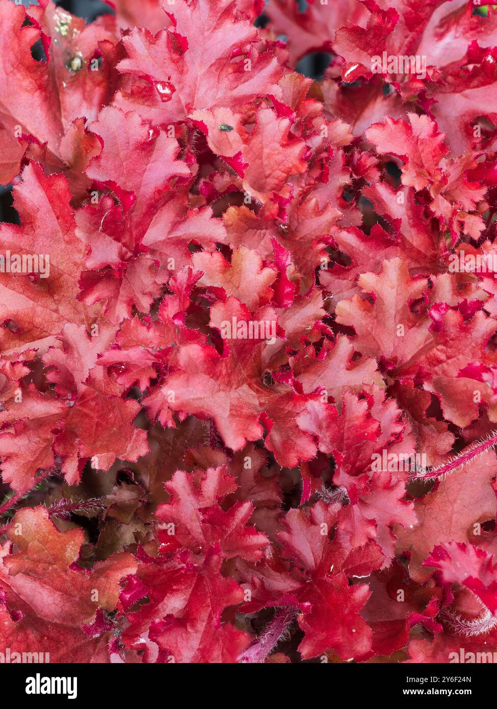Sattes rotes Laub der harten, schwach wachsenden, harten mehrjährigen Heuchera „Cherry Berry“ Stockfoto