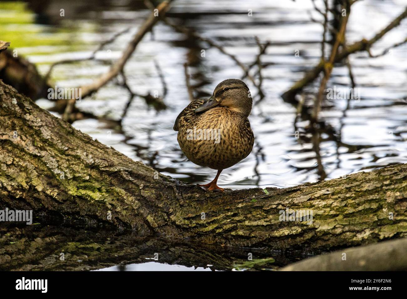 Enten schlafen, putzen ihre Federn, essen Algen. Enten spiegeln sich wunderbar im Wasser. Eine Familie von Enten, Gänsen schwimmt in einem Wasserkanal, Fluss, See Stockfoto