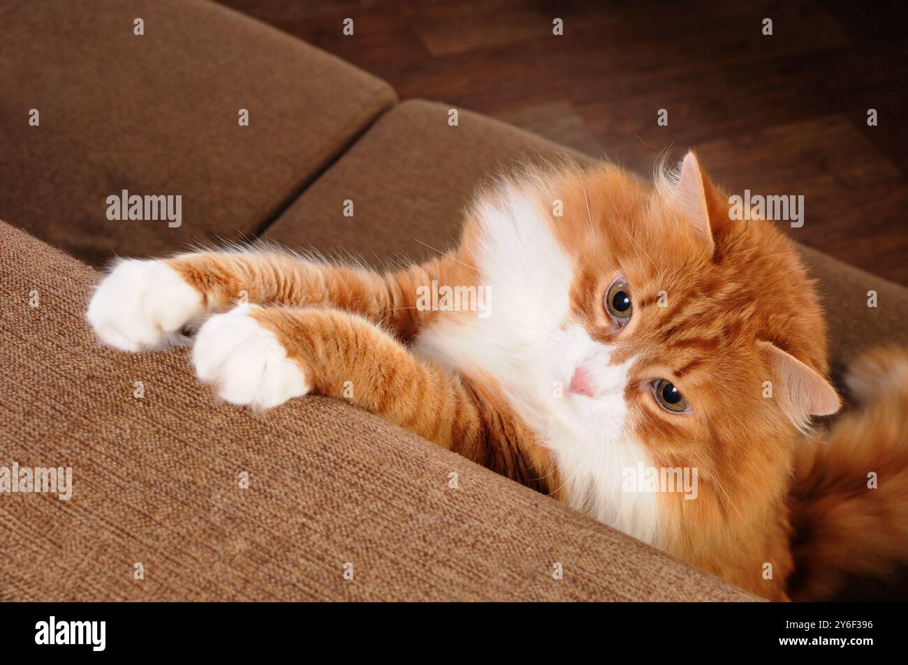 Eine Erwachsene, flauschige Ingwerkatze legte seine Pfoten auf die Rückseite des Sofas Stockfoto