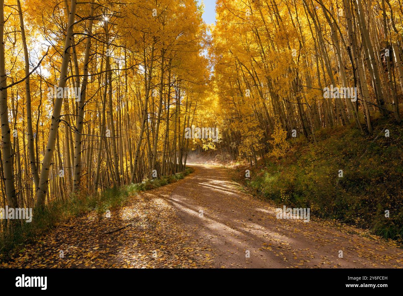 Unbefestigter Weg durch einen Wald aus herbstlichen Aspen-Bäumen in Colorado Stockfoto