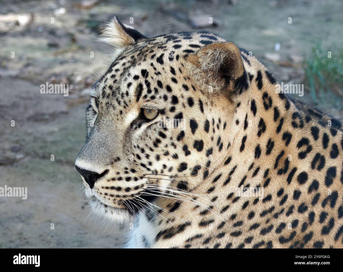 Persischer Leopard, Anatolischer Leopard, Kaukasischer Leopard, Persischer Leopard, Panthère de Perse, Panthera pardus ciscaucasica, perzsa leopárd Stockfoto