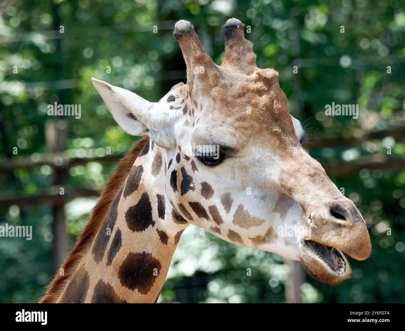 Rothschilds Giraffe, Girafe de Rothschild, Giraffa camelopardalis rothschildi, Rothschild-zsiráf Stockfoto
