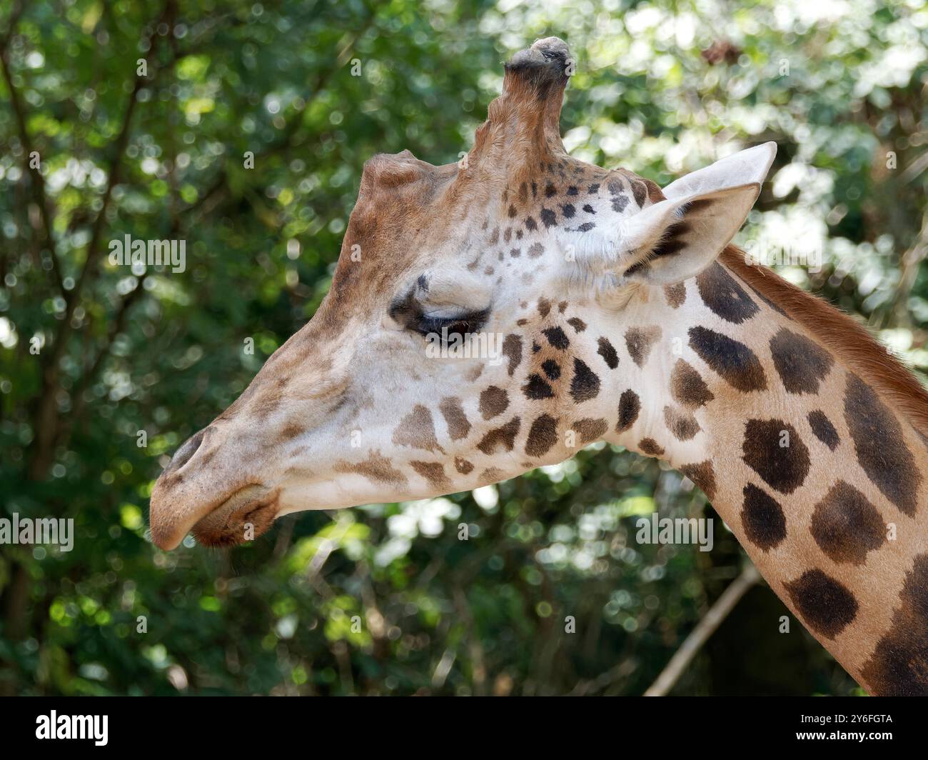 Rothschilds Giraffe, Girafe de Rothschild, Giraffa camelopardalis rothschildi, Rothschild-zsiráf Stockfoto