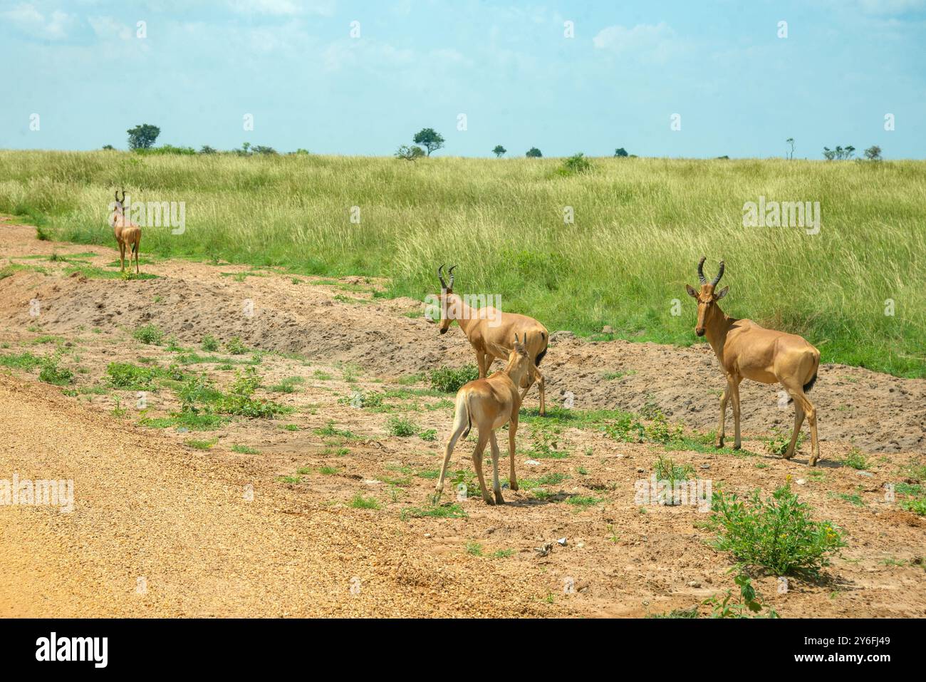 Jackson's Hartebeest im Murchison Falls National Park Uganda Stockfoto