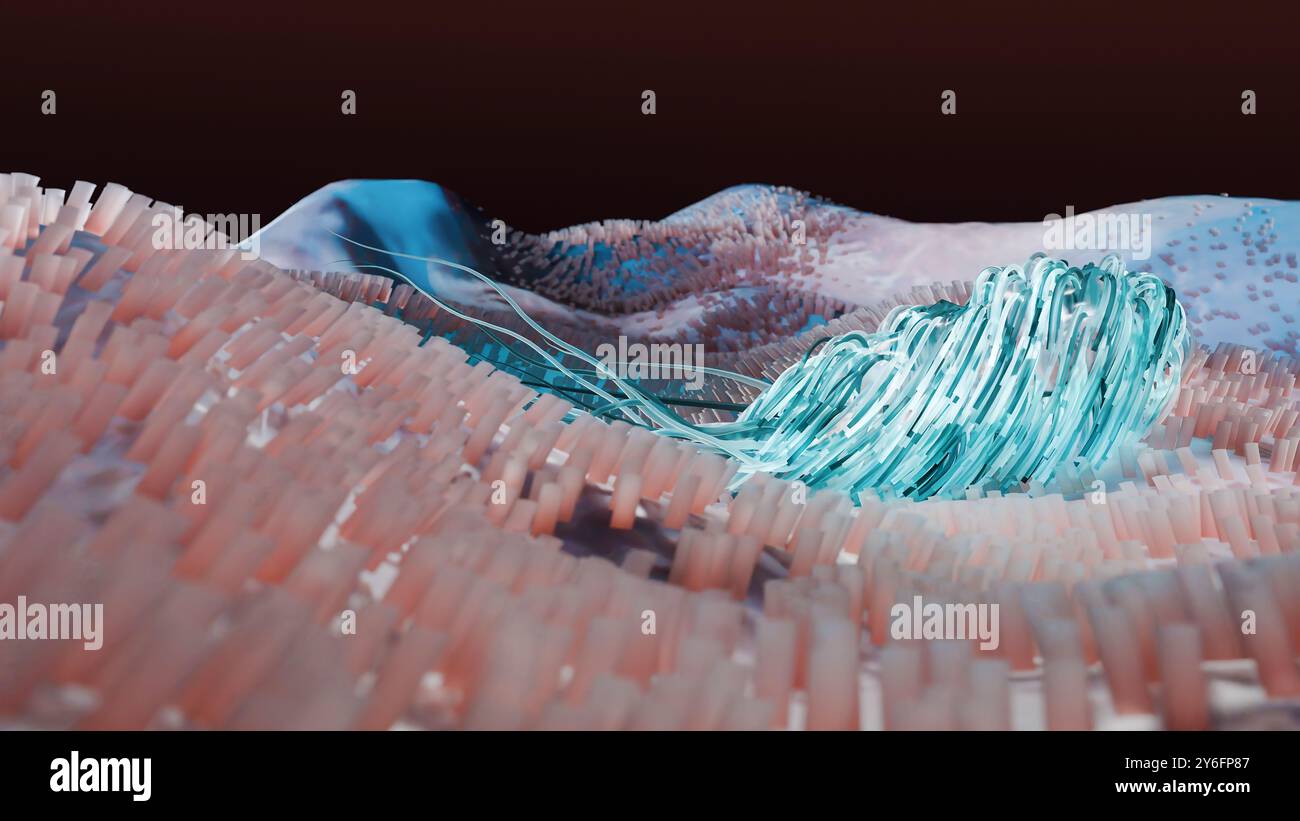 Peritreiche Bakterien mit viel Flagellum, schädlicher Bazillus mit langen Schwänzen, Prokaryote, Viren Probiotika und Erreger, H. pylori, Mikrobenflagell Stockfoto