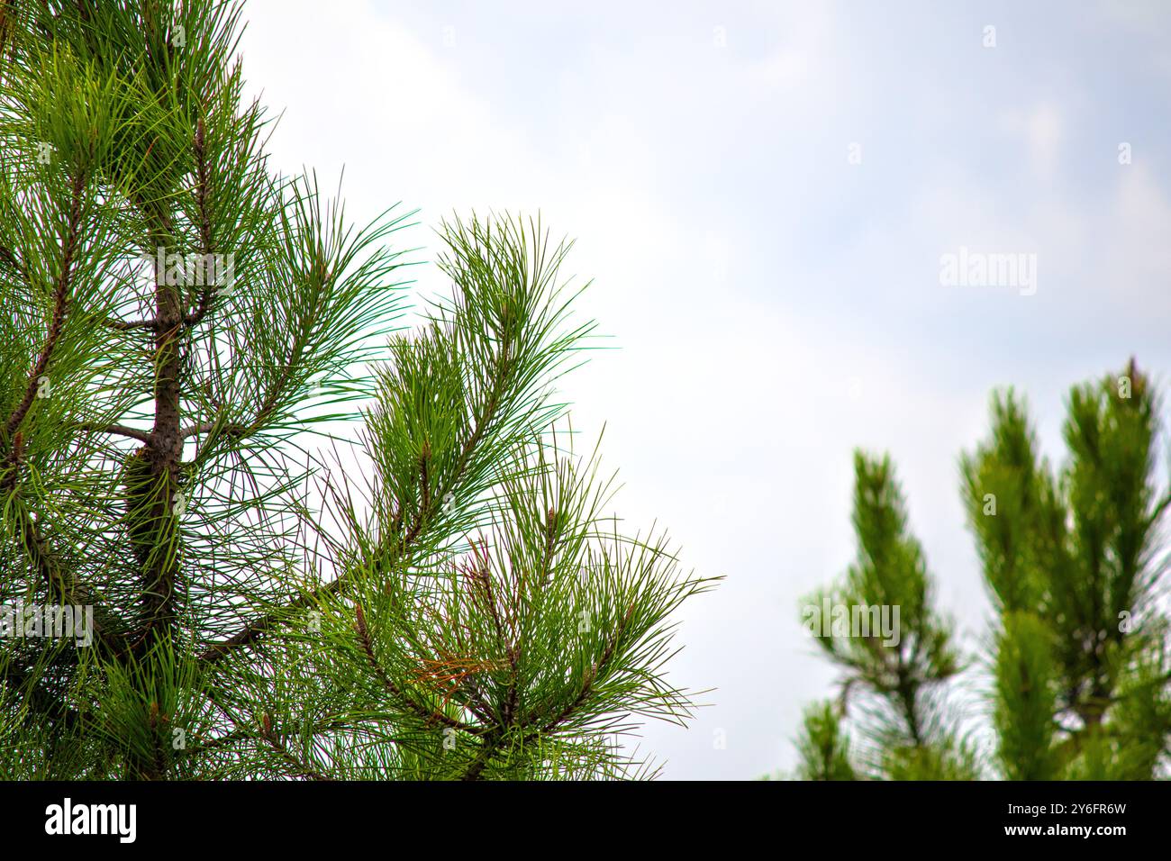 Kiefer. Grüne Kiefernnadeln auf Himmelshintergrund. Ideenkonzept für natürliche Tapeten. Kopierbereich, leer, leer. Keine Menschen, niemand. Stockfoto