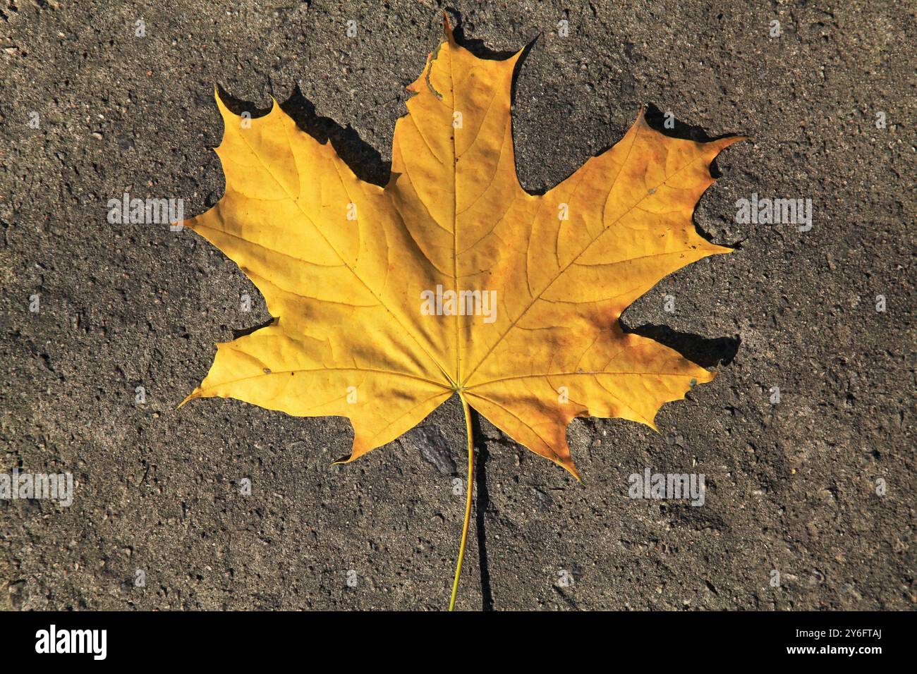 Goldene Herbstzeit in einem Stadtpark. Gelbes Ahornblatt liegt in Nahaufnahme auf der Betonoberfläche. Herbstmotiv mit einem von einem Baum gefallenen Blatt Stockfoto