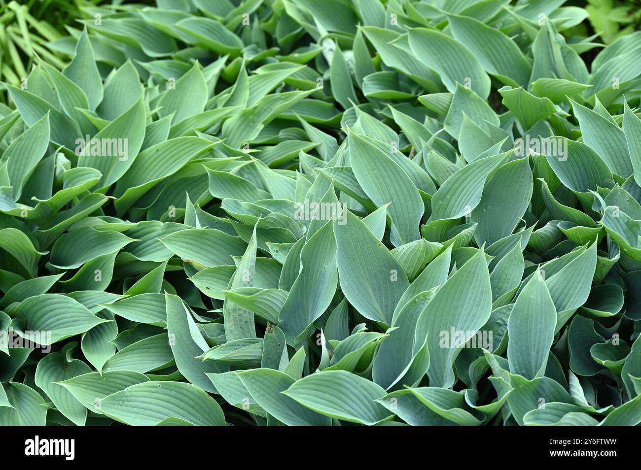 Glaucous blau grüne Blätter von Hosta October Sky UK Garden May Stockfoto