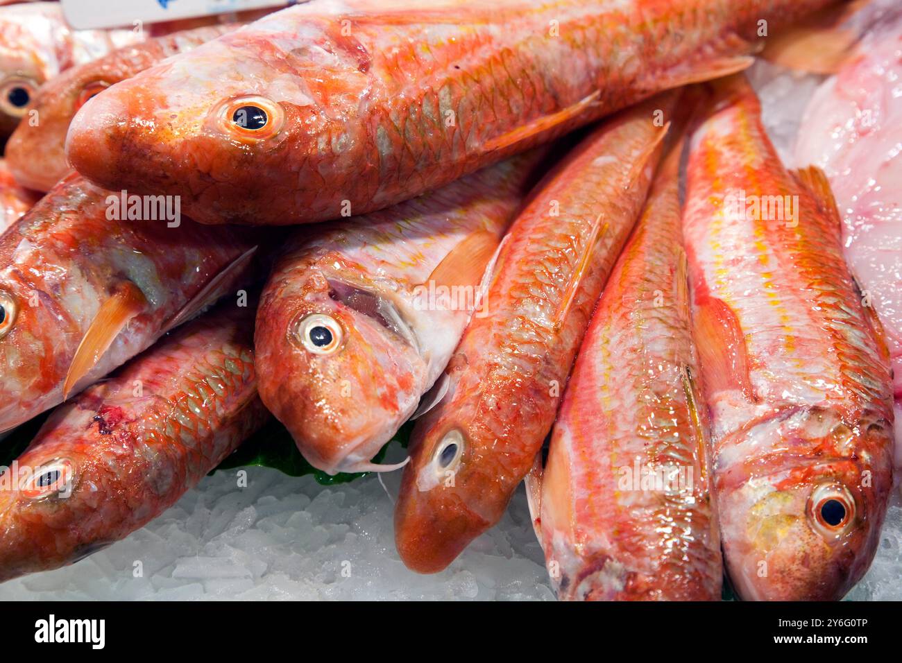 Farbenfrohe Salmoneten werden im Mercat de la Boqueria in Barcelona wunderschön auf Eis zubereitet und bieten frische Meeresfrüchte. Stockfoto