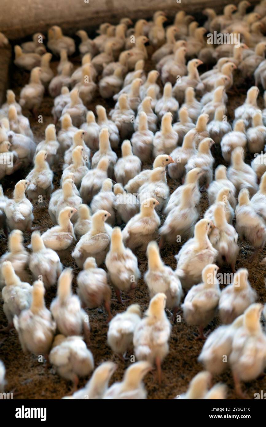 Viele Hühner kommen in einer Geflügelfarm in Villamanrique de la Condesa, Sevilla, zusammen und betonen die landwirtschaftliche Umgebung. Stockfoto