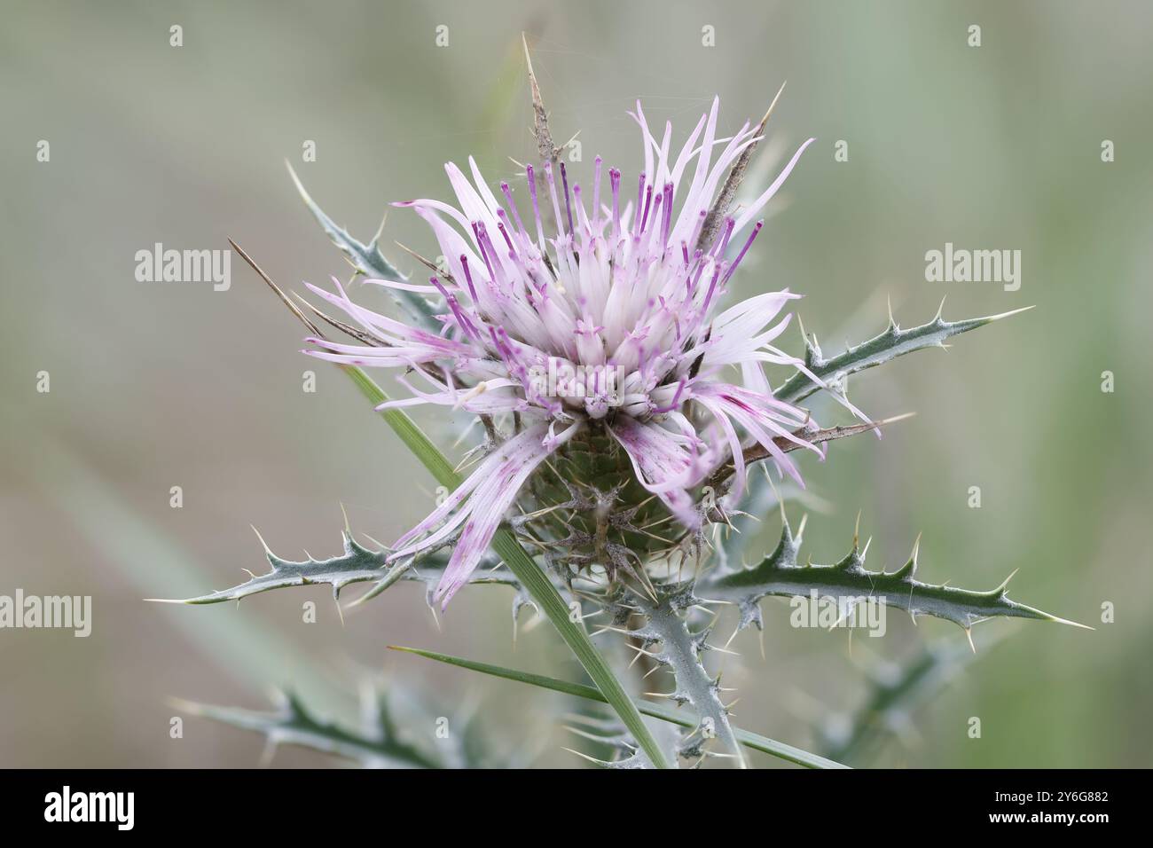 Heirloom Distel Atractylis humilis, fokussiertes Stapelfoto, Alcoy, Spanien Stockfoto