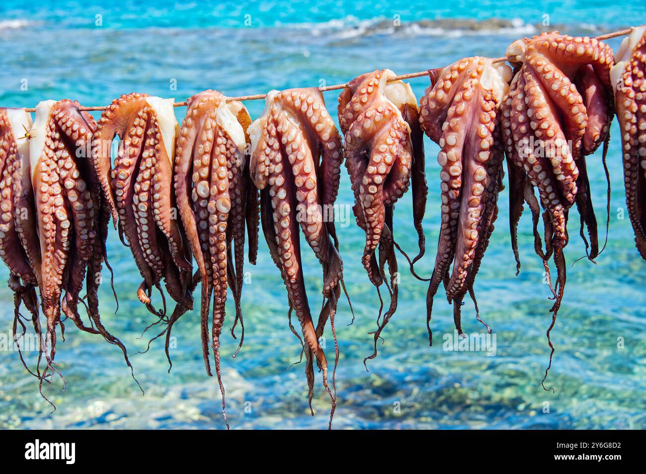 Viele Kraken hängen in der Sonne, um zu trocknen, gegen das klare blaue türkisfarbene Wasser des Meeres Stockfoto