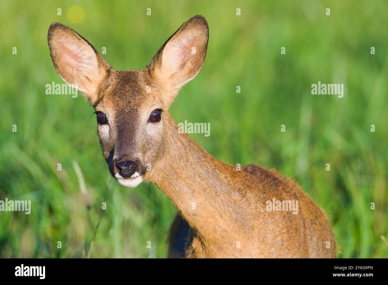 Capreolus capreolus europäisches Reh Weibchen auf einem Feld. Sehr Nahaufnahme des Kopfporträts. Augenkontakt. Lustiger Look. Stockfoto