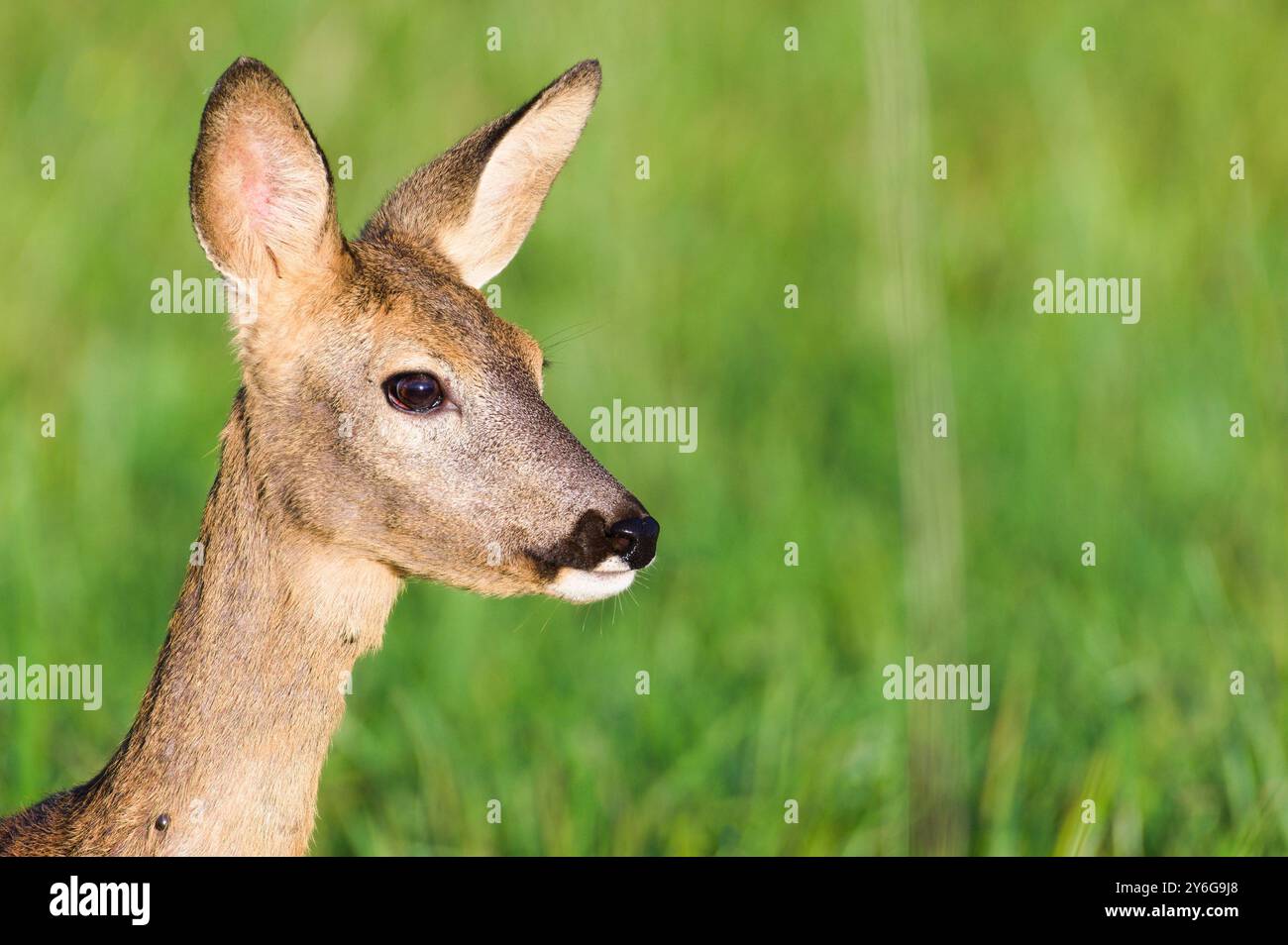 Capreolus capreolus europäisches Reh Weibchen auf einem Feld. Sehr Nahaufnahme des Kopfporträts. Augenkontakt. Viele Zeckenparasiten am Hals. Stockfoto
