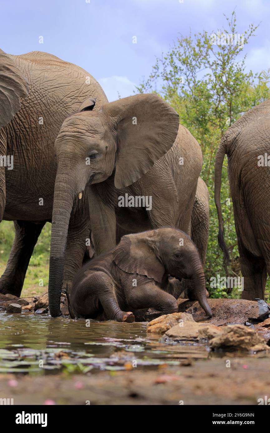 Afrikanischer Elefant (Loxodonta africana), zwei Jungtiere, am Wasser, trinken, Kruger-Nationalpark, Kruger-Nationalpark, Südafrika, Afrika Stockfoto