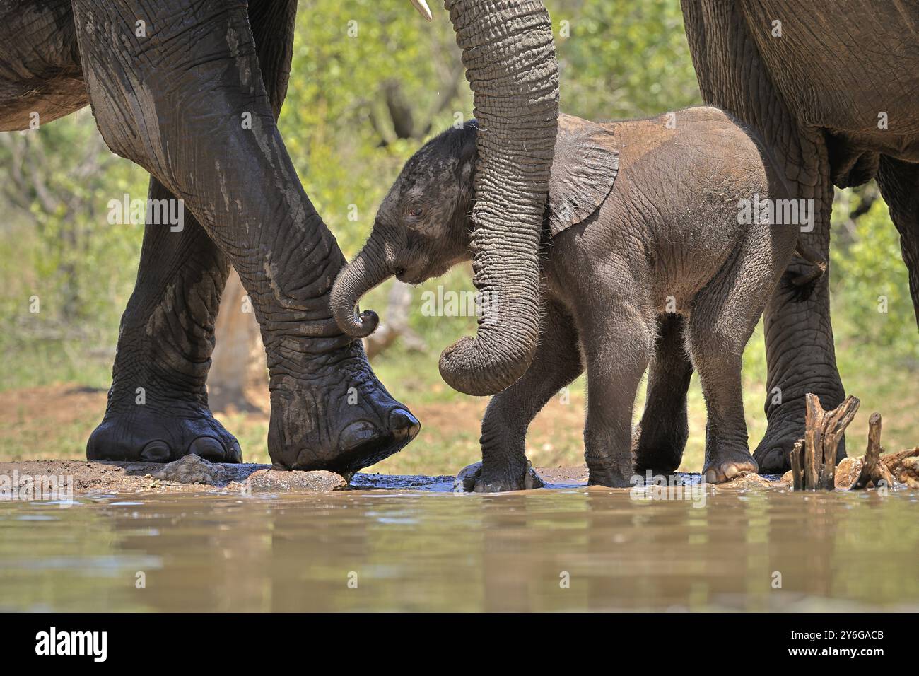 Afrikanischer Elefant (Loxodonta africana), Jungtier, mit Mutter, Elefantenbaby, Kalb, am Wasser, Trinken, Sozialverhalten, Kruger-Nationalpark Stockfoto