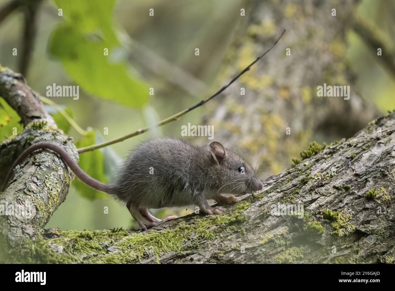 Eine junge Norwegerratte (Rattus norvegicus) läuft auf einem moosbedeckten Zweig im Wald. Hintergrund mit grünen und braunen Farbtönen, Hessen, Deutschland, Stockfoto