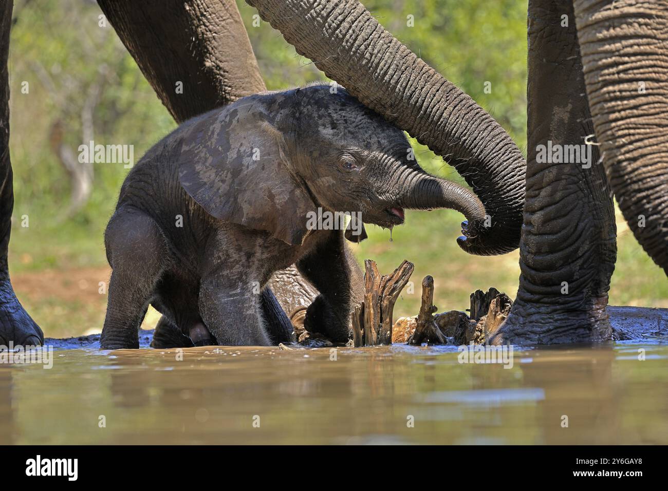 Afrikanischer Elefant (Loxodonta africana), Jungtier, mit Mutter, Elefantenbaby, Kalb, am Wasser, Trinken, Sozialverhalten, Kruger-Nationalpark Stockfoto