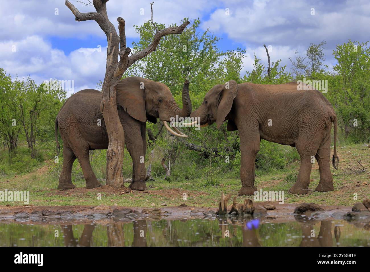 Afrikanischer Elefant (Loxodonta africana), Erwachsene, männlich, zwei Stiere, kämpfend, Wrestling, at the Water, Kruger National Park, Kruger National Park, South AF Stockfoto