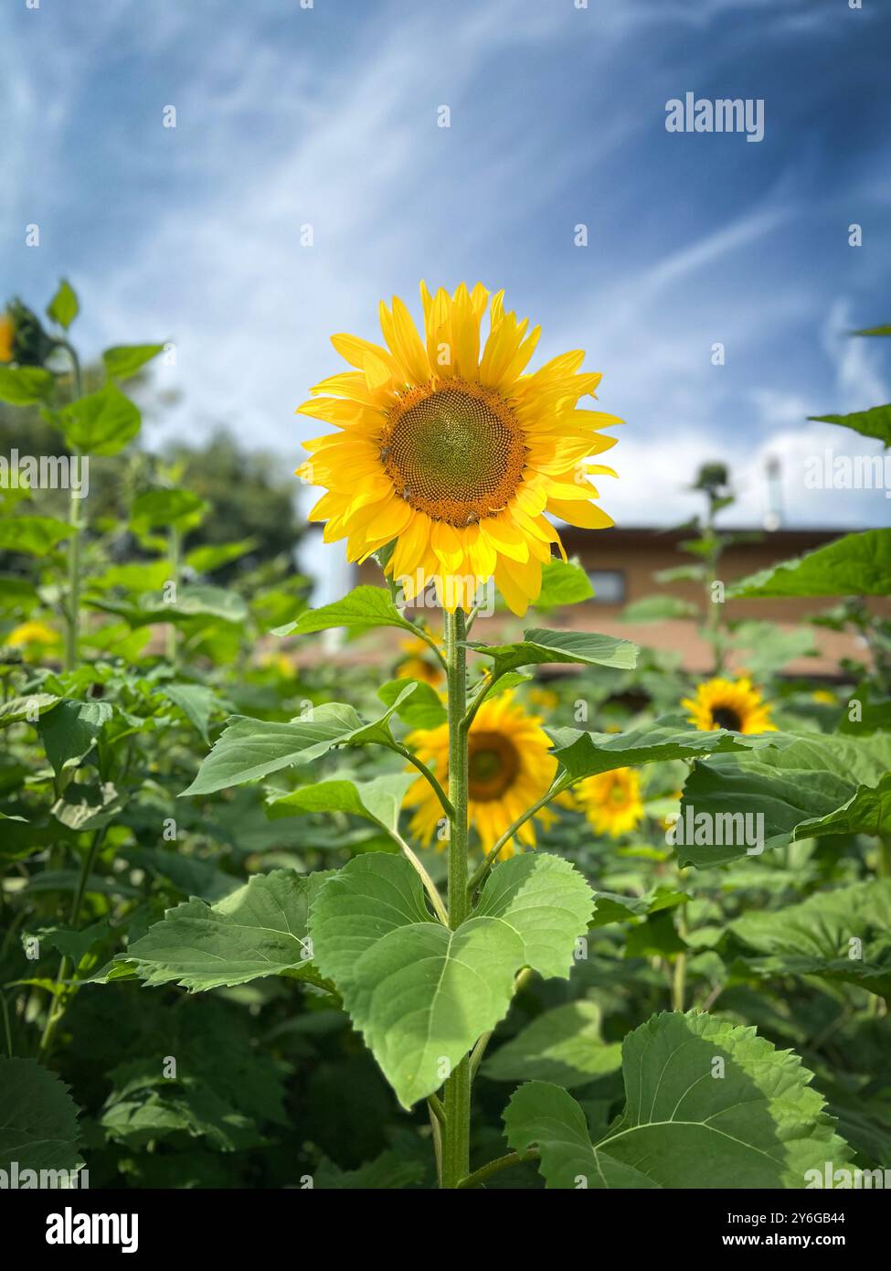 Stolze Sonnenblume an einem Spätsommertag Stockfoto