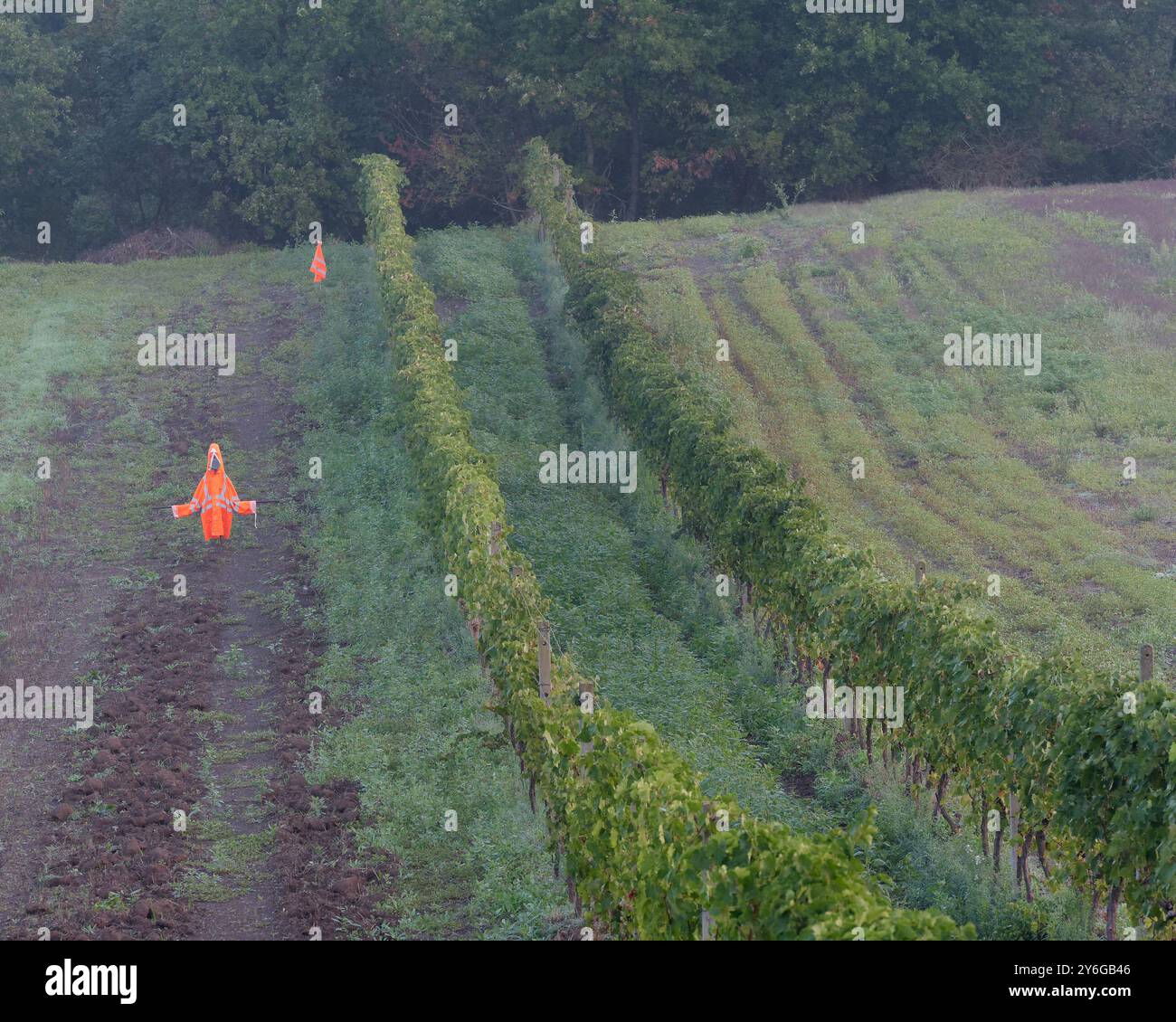 Scarecrow's mit orangefarbenen Jacken in einem Weinberg eines morgens in der Stadt Montefiascone, Region Latium, Italien. September 2024. Stockfoto
