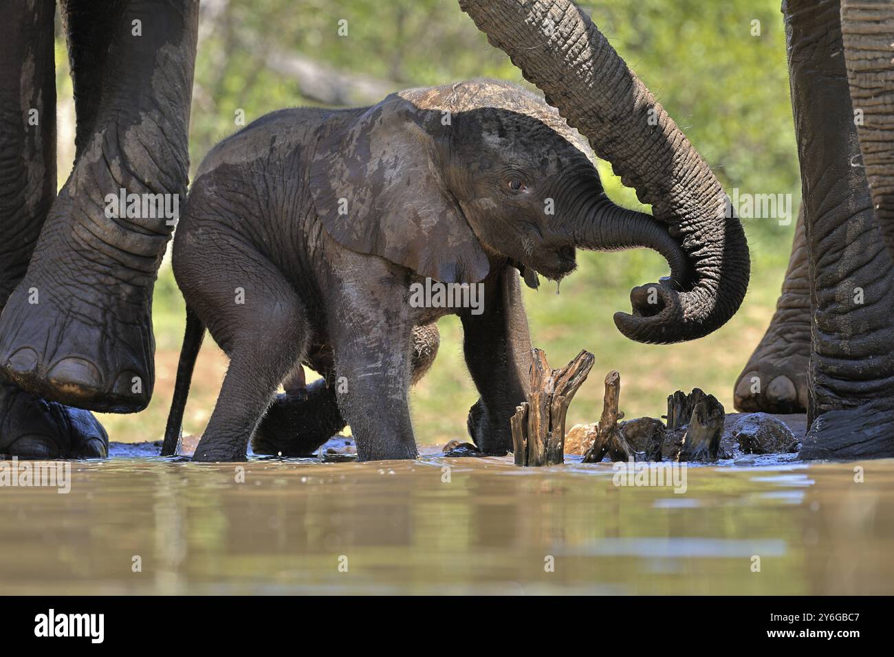 Afrikanischer Elefant (Loxodonta africana), Jungtier, mit Mutter, Elefantenbaby, Kalb, am Wasser, Trinken, Sozialverhalten, Kruger-Nationalpark Stockfoto