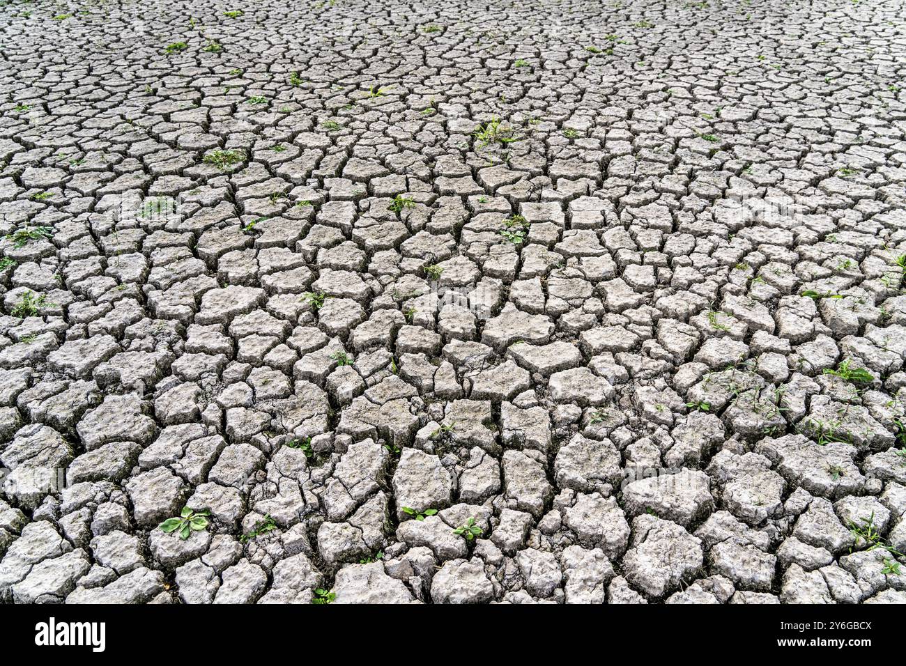 Trockener Boden, gerissenes, ausgetrocknetes Flussbett, in einem Zweig des Rheins, bei Duisburg Stockfoto