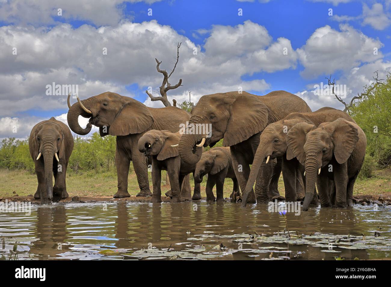 Afrikanischer Elefant (Loxodonta africana), Erwachsene, Jugendliche, Gruppe, Herde, am Wasser, trinken, Kruger National Park, Kruger National Park, Südafrika Stockfoto