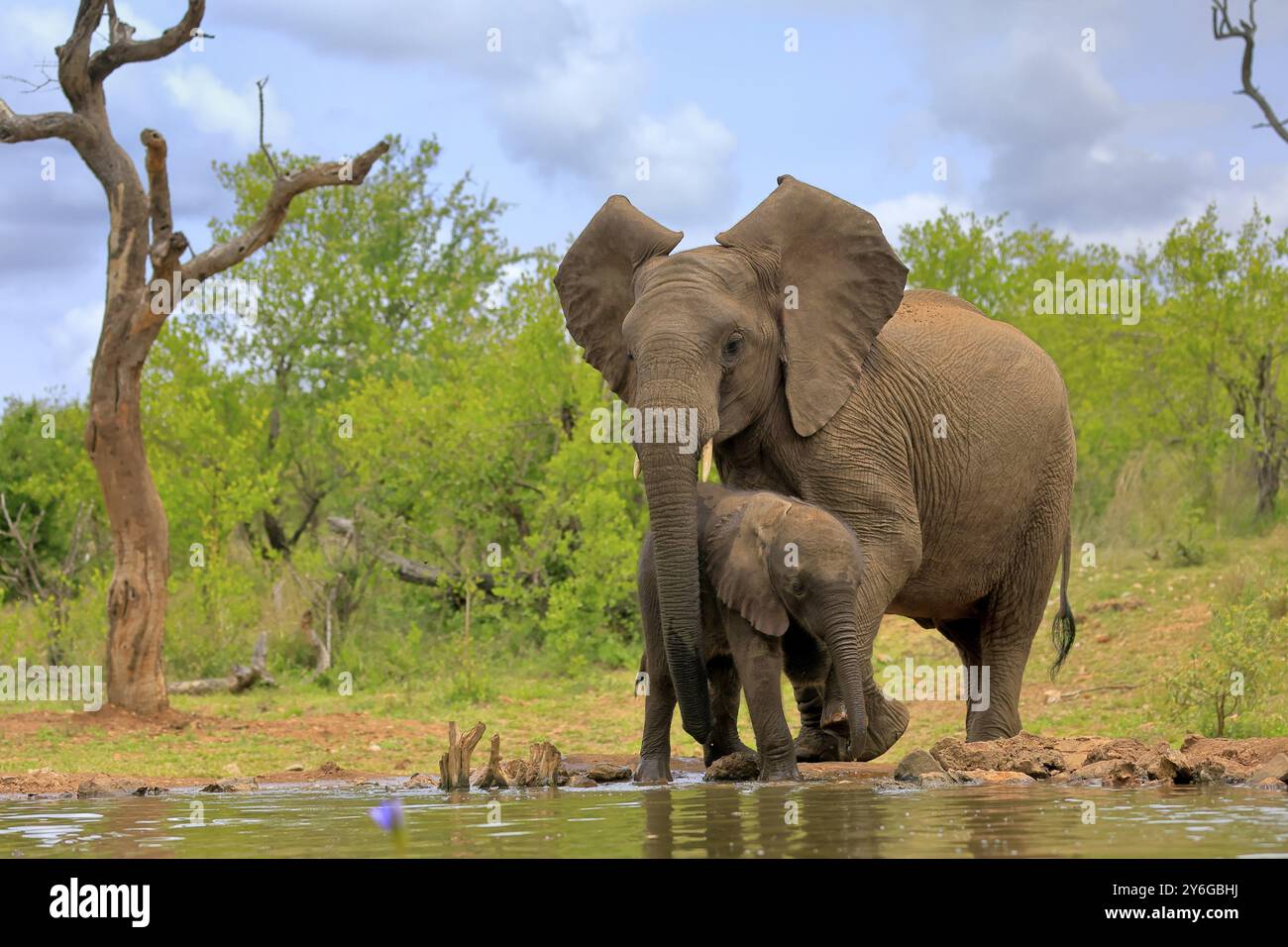 Afrikanischer Elefant (Loxodonta africana), adulte, männliche, Stiere, Jungtiere, junger Stier mit Jungtier, am Wasser, trinken, Kruger-Nationalpark, Kr Stockfoto