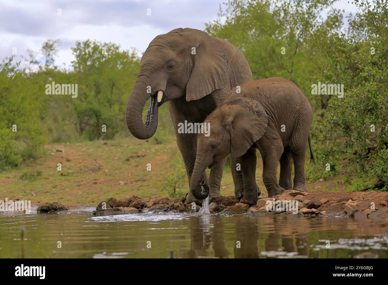 Afrikanischer Elefant (Loxodonta africana), adulte, männliche, Stiere, Jungtiere, junger Stier mit Jungtier, am Wasser, trinken, Kruger-Nationalpark, Kr Stockfoto