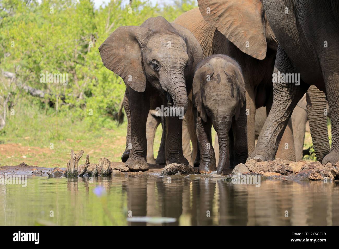 Afrikanischer Elefant (Loxodonta africana), zwei Jungtiere, am Wasser, trinken, Kruger-Nationalpark, Kruger-Nationalpark, Südafrika, Afrika Stockfoto