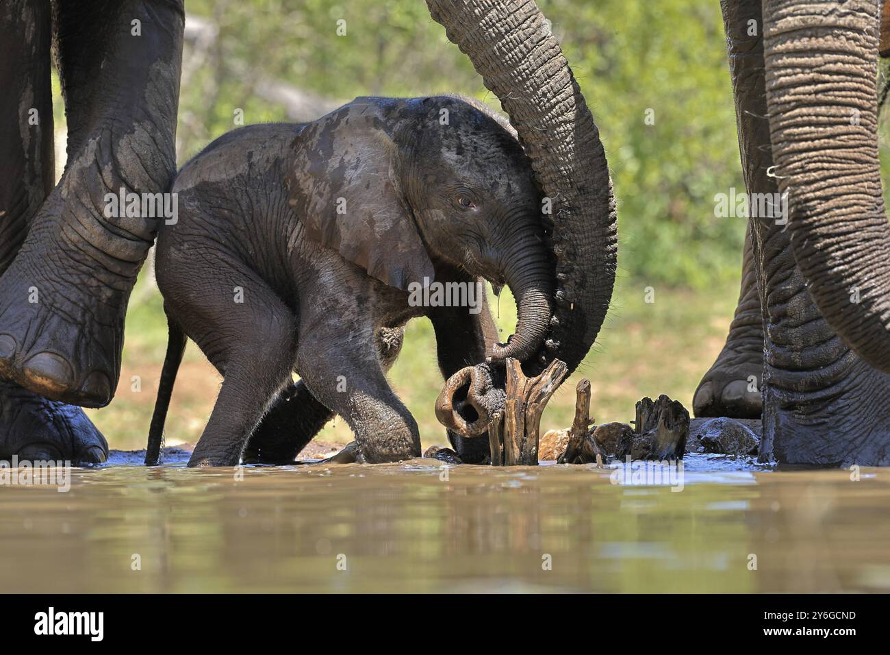 Afrikanischer Elefant (Loxodonta africana), Jungtier, mit Mutter, Elefantenbaby, Kalb, am Wasser, Trinken, Sozialverhalten, Kruger-Nationalpark Stockfoto