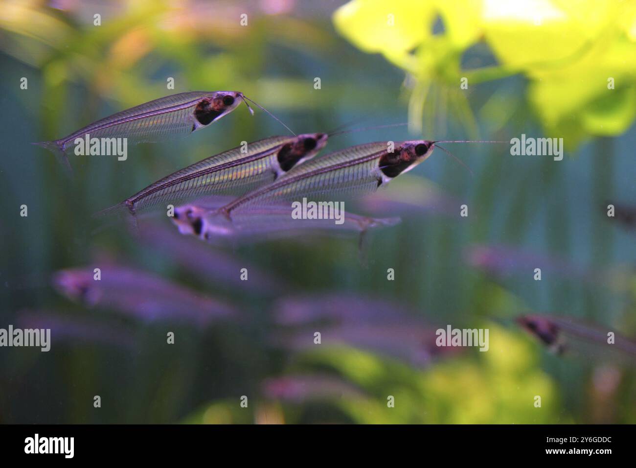 Transparentes Glas oder Geisterwelse unter Wasser Stockfoto